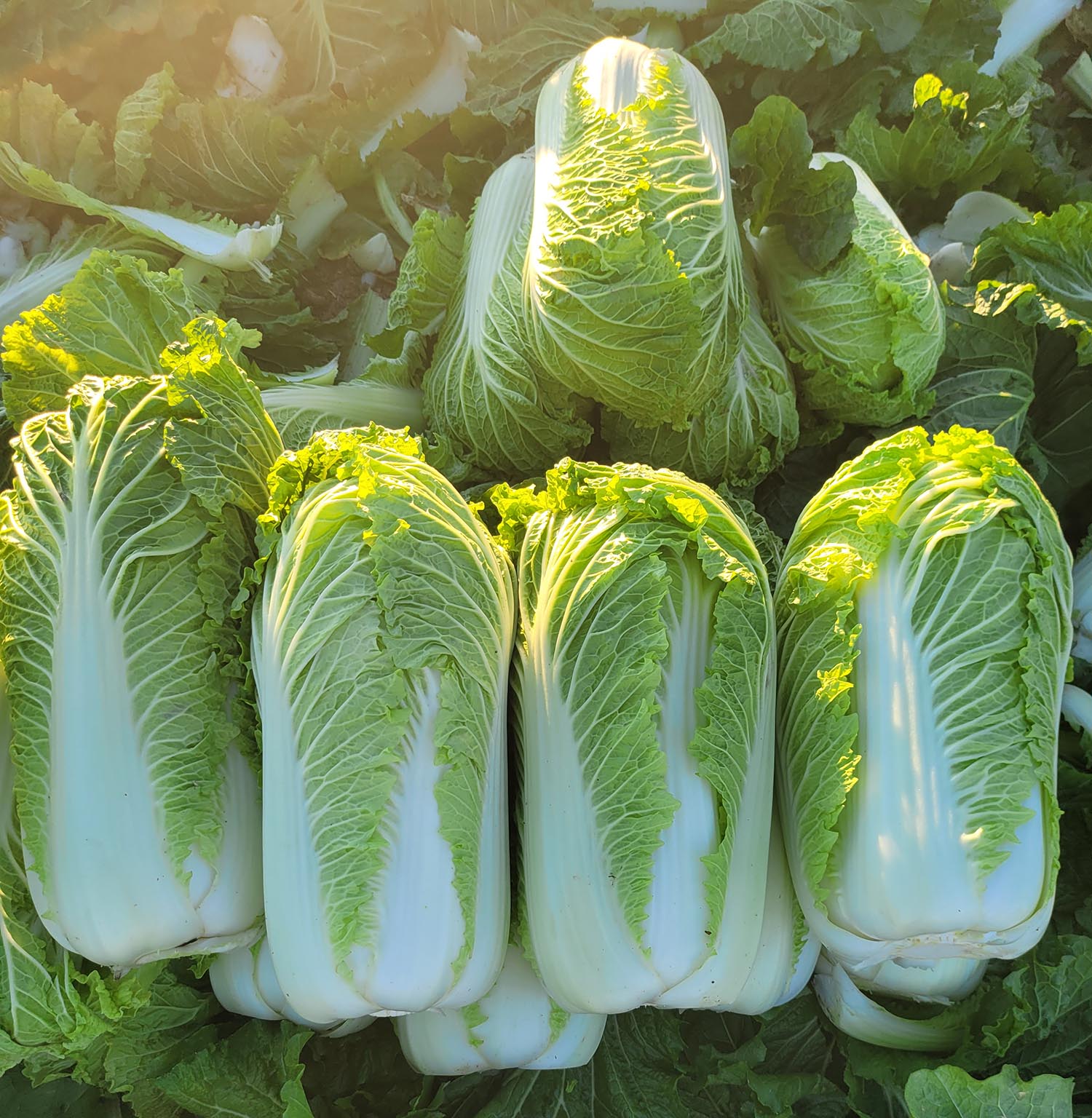 upload/20240812143418.jpg